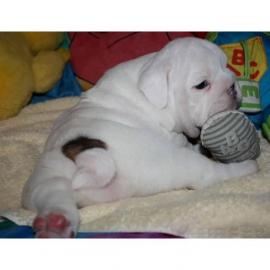 Englische Bulldoggen Welpen mit Papieren