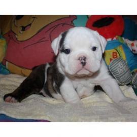 Englische Bulldoggen Welpen mit Papieren