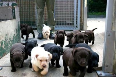 *** Liebevolle Labradorzucht in NRW ***