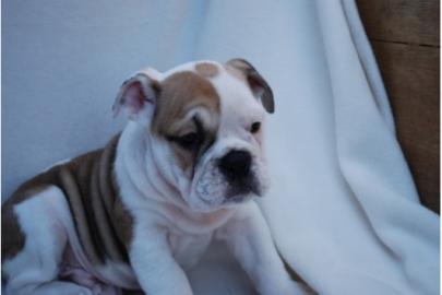 sch�ne typvolle engl.  Bulldoggen Welpen