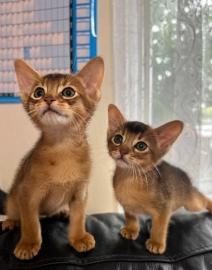 Abessinier-K�tzchen verf�gbar