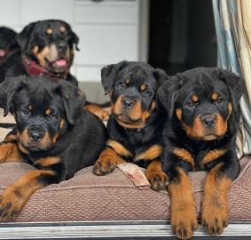 Reinrassige Rottweiler-Welpen