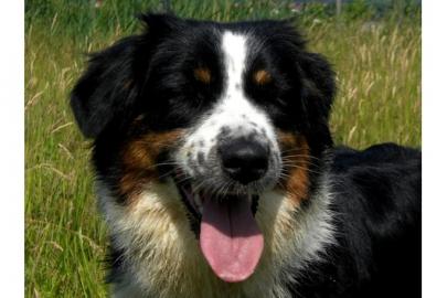 Miniature Australian Shepherd Welpen