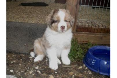 Miniature Australian Shepherd Welpen