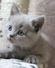 BKH Katzenbabys