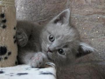 BKH Katzenbabys