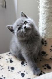 BKH Katzenbabys