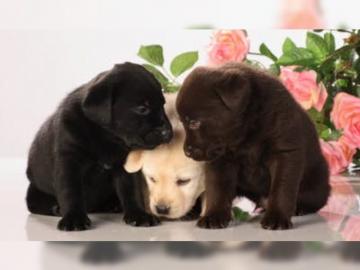 Labrador Welpen mit Papieren, Labrador W