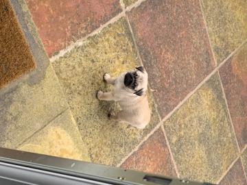Mops Welpen