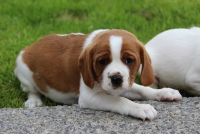 Cavalier King Charles Welpen
