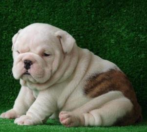 Englische Bulldoggen Welpen English Bull