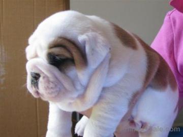 Englische Bulldoggen Welpen English Bull