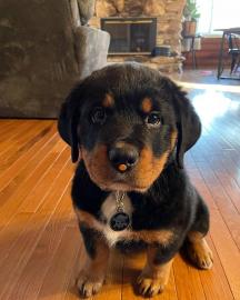 Rottweiler Puppies