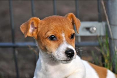 Pfiffige Jack Russell - Welpen