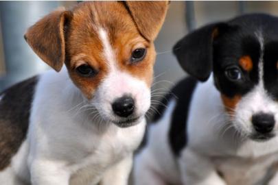 Pfiffige Jack Russell - Welpen