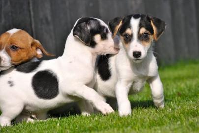 Pfiffige Jack Russell - Welpen