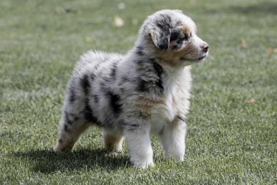 Australian Shepherd pupps