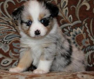 Australian Shepherd pupps