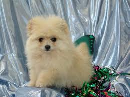 MINI Zwergspitzwelpen/Pomeranian