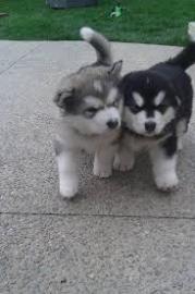 Siberische husky Te koop whatsapp nummer