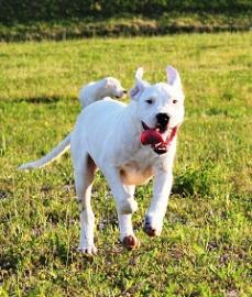 Dogo Argentino Welpen zu verkaufen