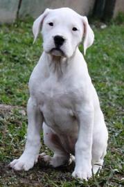 Dogo Argentino Welpen zu verkaufen