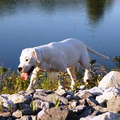 Dogo Argentino Welpen zu verkaufen