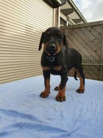 Dobermannwelpen
