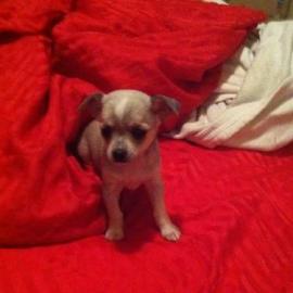 Chihuahua  Welpen