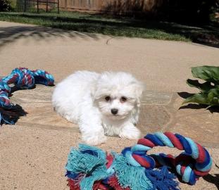 Beautiful maltese puppy