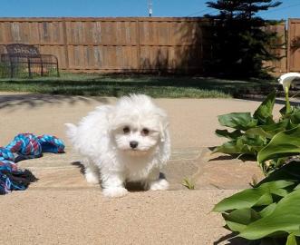 Beautiful maltese puppy