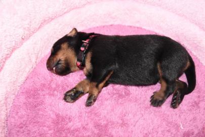 Zwinger vergibt Welpen Beauceron mit Pap