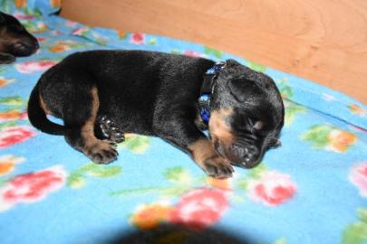 Zwinger vergibt Welpen Beauceron mit Pap