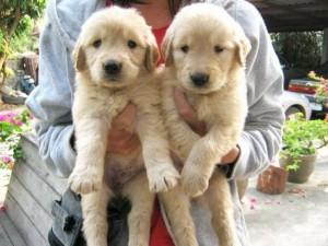 Labrador Retriever verf�gbar