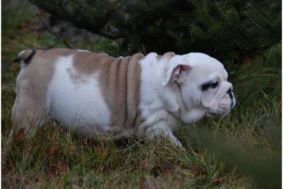 Wundersch�ne Englisch Bulldog Welpen