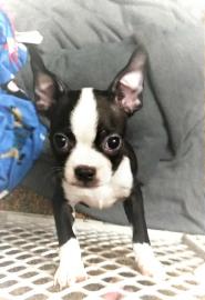 bereit f�r immer nach Hause Boston Terri