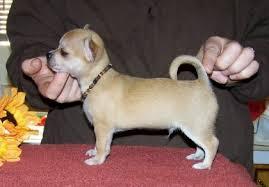 kleine Chihuahua Welpen