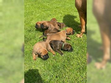 Boxer Welpen ,superniedliche Boxerwelpen