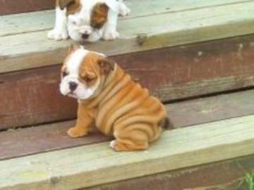s??en Englische Bulldogge Welpen