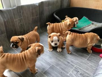s??en Englische Bulldogge Welpen