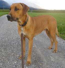 Rhodesian Ridgeback  Deckr�de frei