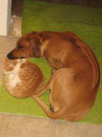 Rhodesian Ridgeback  Deckr�de frei