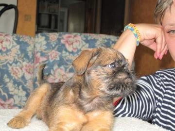 Griffon Bruxellois + Petit Brabancon