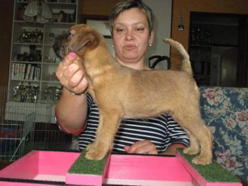 Griffon Bruxellois + Petit Brabancon