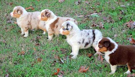 Wurfank�ndigung Australian shepherd