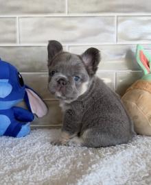 Franz�sische Bulldoggen-Welpen