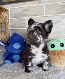 Franz�sische Bulldoggen-Welpen