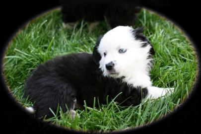 S��e Mini Aussie Welpen