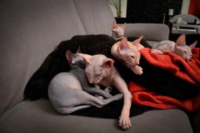 Don Sphynx Babys suchen neues Zuhause