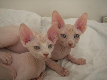 Don Sphynx Babys suchen neues Zuhause
